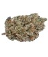 Critical x Mimosa CBD indoor hidro