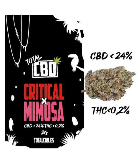Critical x Mimosa CBD indoor hidro
