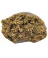 Tropicana Cookies CBD